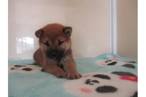 成約済の岡山県の柴犬-109338の4枚目